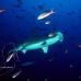 shark_hammerhead_scalloped_ci_h_120326_cr.jpg